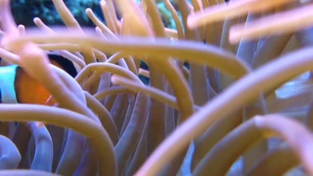 Clownfish
