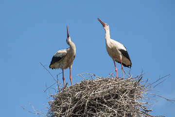 Storks on the nest