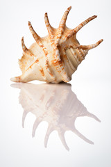 bright sea shell