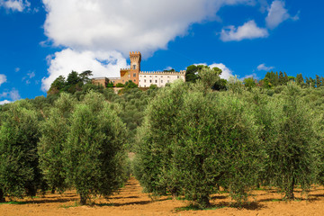 Fototapeta na wymiar View of Magona castle from an olive grove, Grosseto Italy