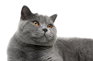 Portrait of a gray cat with yellow eyes on a white background