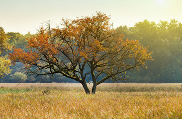 Fototapeta premium Autumn landscape