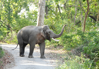 A tusker in musth raising its trunk