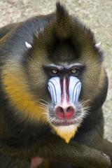 baboon