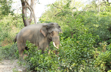 Fototapeta na wymiar A tusker entering the jungle of Jhirna forest