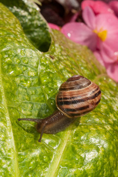 snail crawling over leaf in a garden