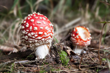 Der Riese und der Zwerg