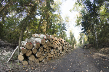 Skład drzewa w lesie