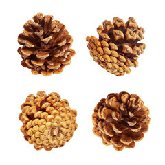 Pine cones