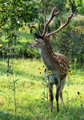Spotted deer.