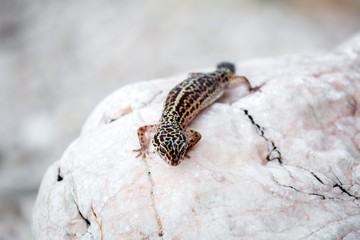 Leopard Gecko lizard on rocks