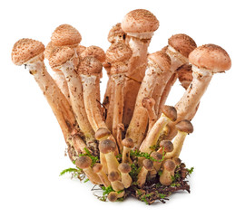 Mushrooms