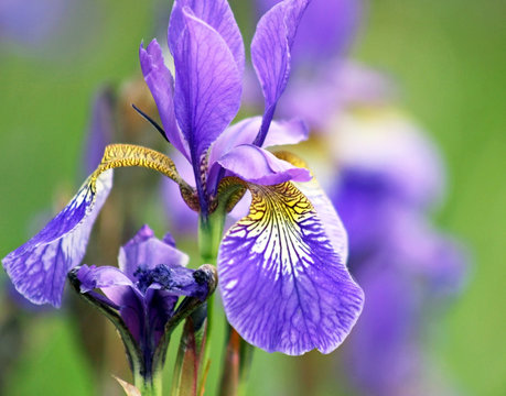 Delicate purple Iris growing wild in meadow