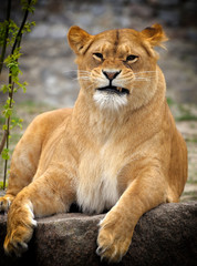 Obraz na płótnie Canvas Close Up picture of a lion.