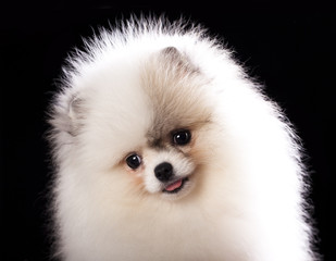 Fototapeta premium ittle spitz puppy closeup