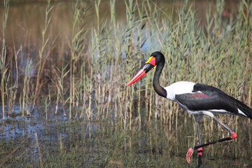 Jabiru storks setloglevel goes through the swamp