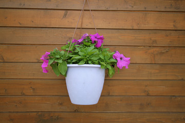 Fototapeta na wymiar Flower pot on the wooden wall background