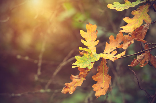 Autumnal Oak Branch At Sunset