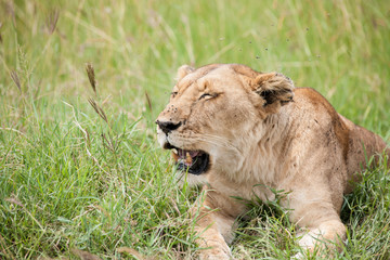 lion