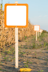 Blank sign next to corn maize field, agricultural concept