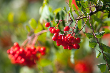 Red mountain ash on a branch, macro photo with selective focus