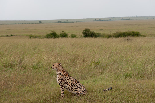 Fototapeta cheetah