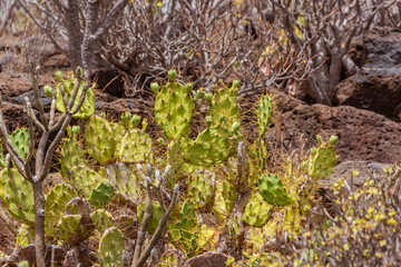 Canary cactuses