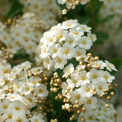Spiraea vanhouttei © 7monarda