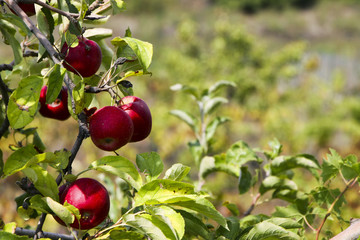 Fototapete bei efototapeten.de bestellen   
