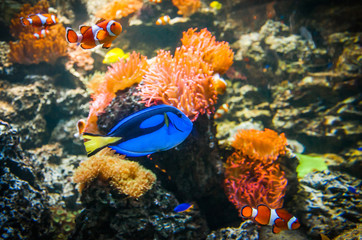 Naklejka premium Clownfish and Blue Tang in the water with corals
