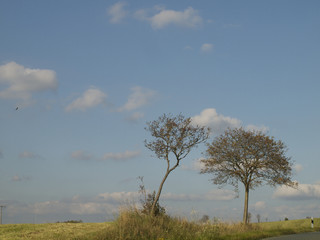 Fototapeta premium Bäume im Frankenwald