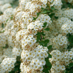 Spiraea vanhouttei © 7monarda
