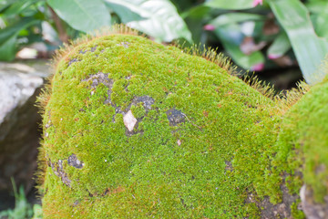 Moss and Grass