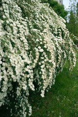 Spiraea vanhouttei © 7monarda