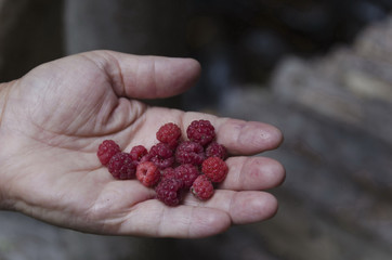 Fragrant delicious red raspberry fruits in hand