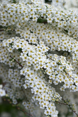Spiraea x cinerea Grefsheim