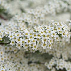 Spiraea x cinerea Grefsheim © 7monarda