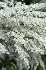 Spiraea x cinerea Grefsheim © 7monarda