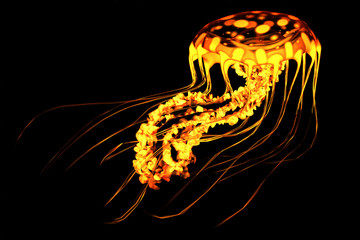 Fototapeta premium Yellow Red Jellyfish