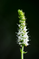 Mentha suaveolens, Apple mint, Lamiaceae