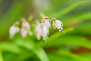 Comospermum yedoensis, Liliaceae