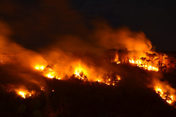 Incendio nella foresta
