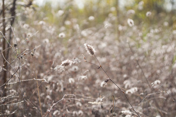 Сухая трава