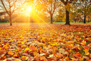 Sunny autumn foliage