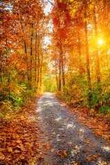 Selbstklebende Fototapete Straße im Wald Herbstwald