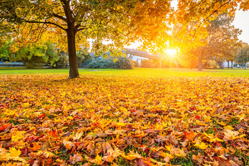 Sunny autumn foliage
