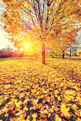 Sunny autumn foliage