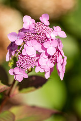 Young Pink Hydrangea
