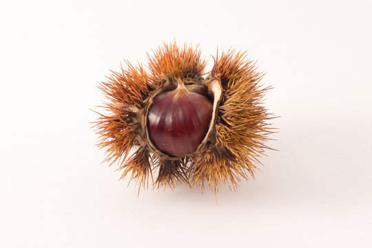 castagna riccio marrone