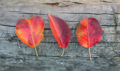 Fototapeta na wymiar three red autumn leaves